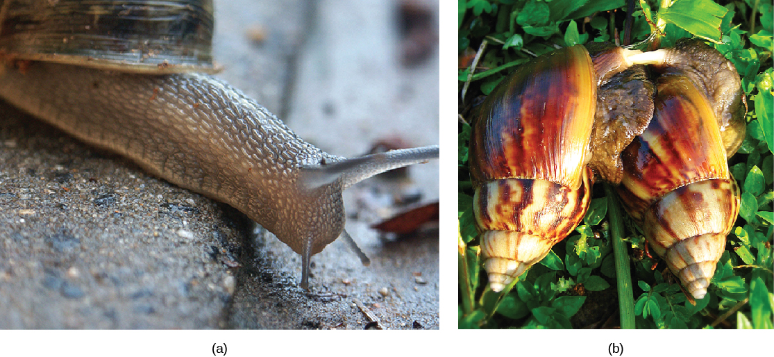 Part a: The photo shows a land snail. Part b: The photo shows 2 snails mating.