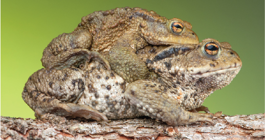 Photo shows mating toads. The larger female carries the smaller male on her back.
