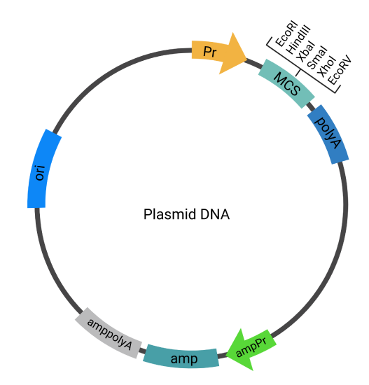 4.1: Principles of Genetic Engineering - Biology LibreTexts