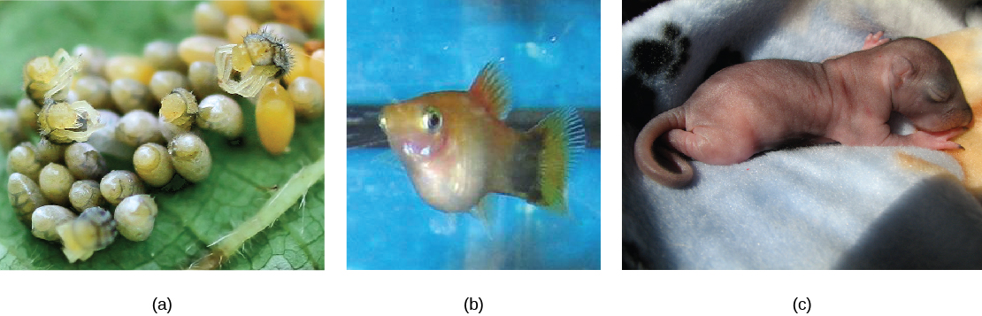  Part a: The photo shows small yellow eggs on a leaf with tiny beetles hatching out of some. Part b: The photo shows a fish in an aquarium, with a pale, bulging belly. Part c: The photo shows a hairless baby squirrel with closed eyes.