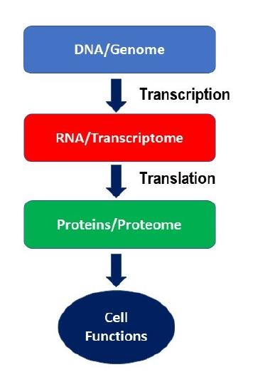 a flowchart linking DNA to RNA to proteins 