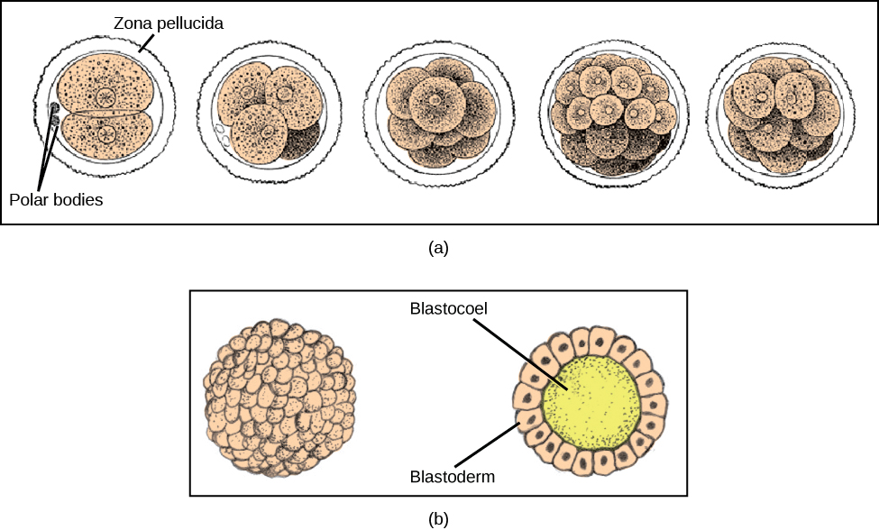 Parte A: la ilustración muestra un óvulo fertilizado dividido en dos, cuatro, ocho, dieciséis y treinta y dos celdas. Parte b: muestra una bola hueca de celdas. Las células en la superficie se llaman blastodermo, y el centro hueco se llama blastocoel.
