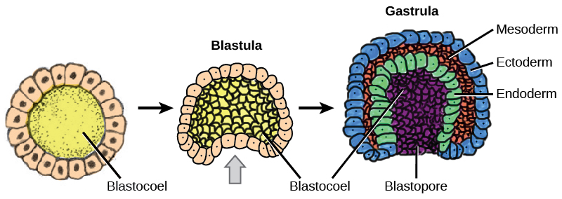 Illustration shows a series of 3 steps in the formation of a blastula to a gastrula. The first step is a hollow ball of cells. In the second step, one section of the cells in the hollow ball starts to indent into the cavity, like when a hand is pushed into a balloon. In the third step, this section has indented all the way into the cavity, forming a 3 layered cup with a small opening called the blastopore. The three  layers of the cup are the ectoderm on the outside, the mesoderm in the middle, and the endoderm on the inside.