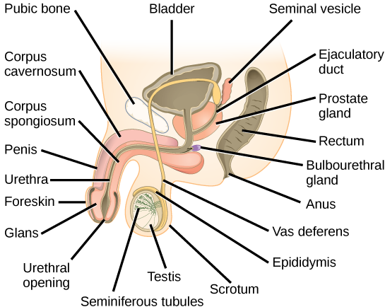 La ilustración muestra una sección transversal del pene y los testículos. El pene se ensancha al final, en el glande, que está rodeado por el prepucio. La uretra es una abertura que recorre la mitad del pene hasta la vejiga. El tejido que rodea la uretra es el Corpus espongioso, y por encima del Corpus espongioso está el Corpus cavernoso. Los testículos, ubicados inmediatamente detrás del pene, están cubiertos por el escroto. Los túbulos seminíferos se localizan en los testículos. El epidídimo rodea parcialmente el saco que contiene los túbulos seminíferos. El Vas deferens es un tubo que conecta los túbulos seminíferos al conducto eyaculatorio, que comienza en la glándula prostática. La glándula prostática se encuentra detrás y debajo de la vejiga. La vesícula seminal, ubicada por encima de la próstata, también se conecta a la vesícula seminal. La glándula bulbouretral se conecta al conducto eyaculatorio donde el conducto eyaculatorio ingresa al pene.