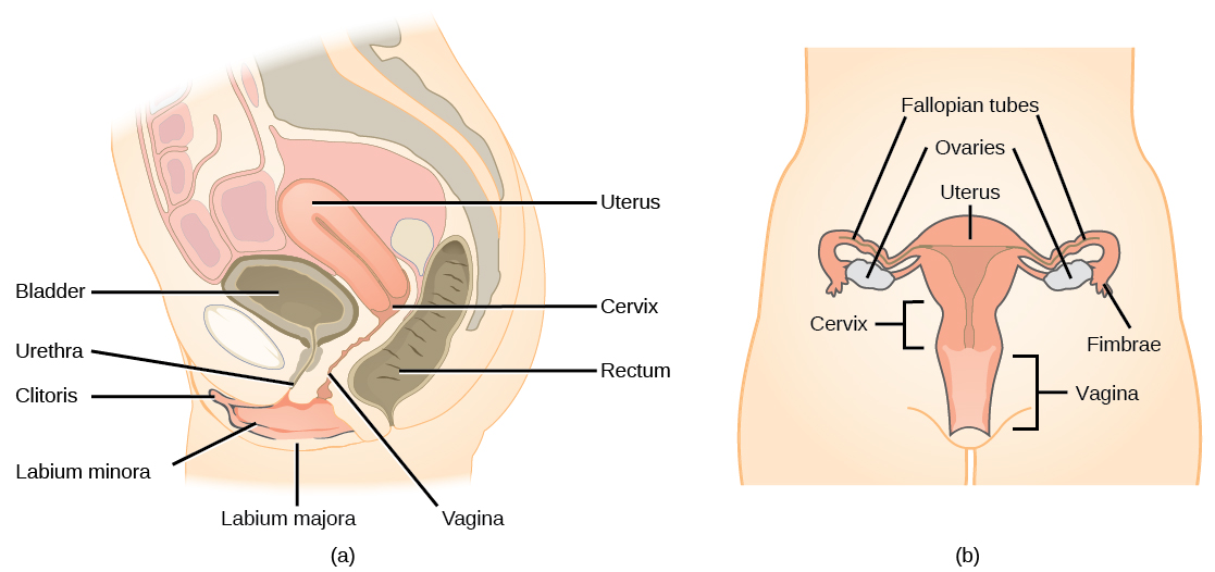 Side and front views of female reproductive organs are shown. The vagina is wide at the bottom, and narrows into the cervix. Above the cervix is the uterus, which is shaped like a triangle pointing down. Fallopian tubes extend from the top sides of the uterus. The Fallopian tubes curve back in toward the uterus, and end in fingerlike appendages called fimbrae. The ovaries are located between the fimbrae and the uterus. The urethra is located in front of the vagina, and the rectum is located behind. The clitoris is a structure located in front of the urethra. The labia minora and labia majora are folds of tissue on either side of the vagina.