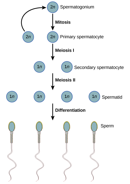 La espermatogénesis comienza cuando el espermatogonio 2n sufre mitosis, produciendo más espermatogonia. La espermatogonia experimenta meiosis I, produciendo espermatocitos secundarios haploides (1n), y meiosis II, produciendo espermátidas. La diferenciación de las espermátidas resulta en espermatozoides maduros.