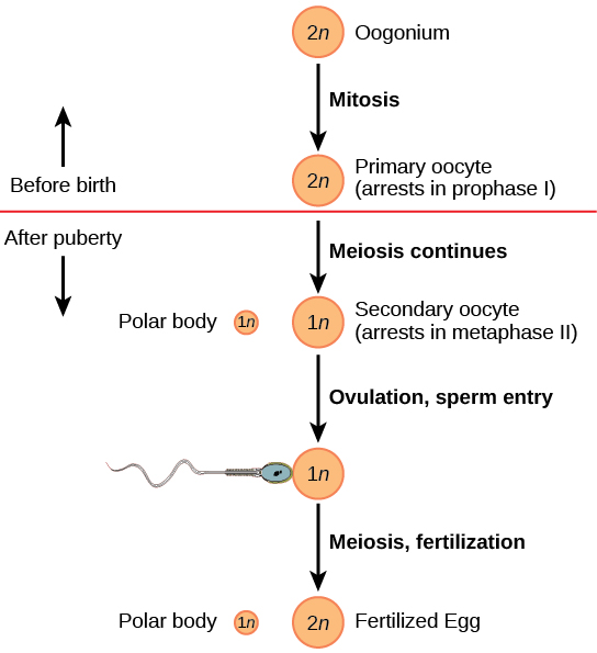 La oogénesis comienza cuando el oogonio 2n sufre mitosis, produciendo un ovocito primario. Los ovocitos primarios se detienen en la profase 1 antes del nacimiento. Después de la pubertad, la meiosis de un ovocito por ciclo menstrual continúa, dando como resultado un ovocito secundario 1n que se detiene en la metafase 2 y un cuerpo polar. Tras la ovulación y entrada de espermatozoides, se completa la meiosis y se produce la fecundación, dando como resultado un cuerpo polar y un óvulo fertilizado.
