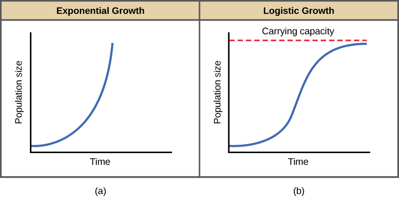 Both (a) and (b) graphs plot population size versus time. In graph (a), exponential growth results in a curve that gets increasingly steep, resulting in a J-shape. In graph (b), logistic growth results in a curve that gets increasingly steep, then levels off when the carrying capacity is reached, resulting in an S-shape.