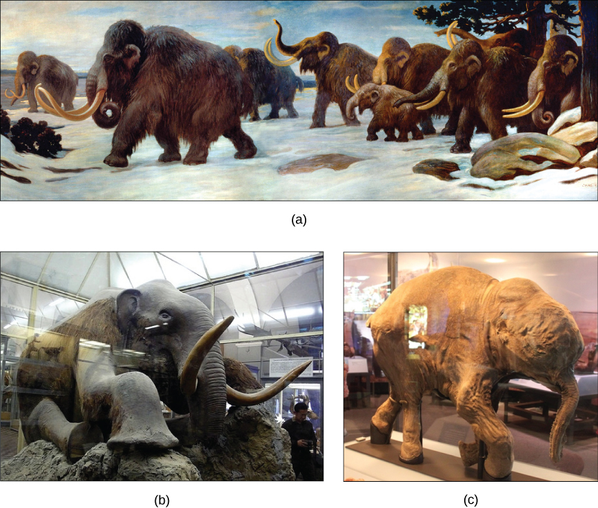 La imagen (a) muestra una pintura de mamuts caminando en la nieve. La foto (b) muestra a un mamut de peluche sentado en una vitrina de museo. La foto (c) muestra un mamut bebé momificado, también en una vitrina.