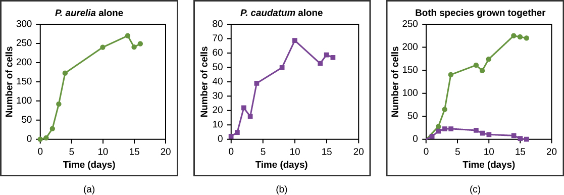  The three graphs all plot number of cells versus time in days. In graph (a), P. aurelia is grown alone. In graph (b), P. caudatum is grown alone. In graph (c), the two species are grown together. When grown alone, the two species both exhibit logistic growth and grow to a relatively high cell density. When the two species are grown together, P. aurelia shows logistic growth to nearly the same cell density as it exhibited when grown alone, but P. caudatum hardly grows at all, and eventually its population drops to zero.