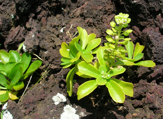 La foto muestra una planta suculenta creciendo en tierra desnuda.