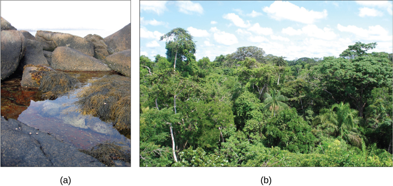 La foto de la izquierda muestra una piscina de marea rocosa con algas y caracoles. La foto derecha muestra la selva amazónica.