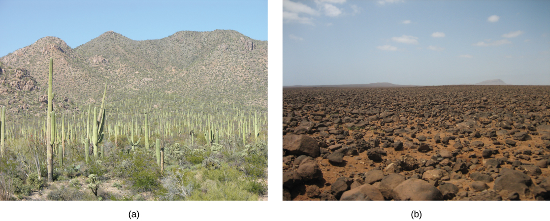 На фото (а) показані кактуси сагуаро, схожі на телефонні стовпи з витягнутими від них руками. На фото (б) показана безплідна рівнина з червоного грунту, завалена скелями.
