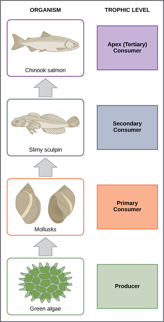 En esta ilustración, el nivel trófico inferior es el alga verde, que es el principal productor. Los principales consumidores son los moluscos, o caracoles. Los consumidores secundarios son peces pequeños llamados esculpina babosa. El consumidor terciario y ápice es el salmón Chinook.