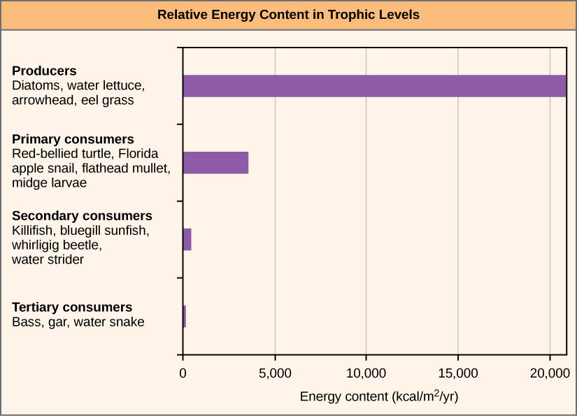 Графік показує вміст енергії на різних трофічних рівнях. Вміст енергії виробників становить понад 20 000 кілокалорій на метр в квадраті на рік. Енергетичний вміст первинних споживачів значно менше, близько 4000 ккал/м 2/рік. Вміст енергії вторинних споживачів становить 100 ккал/м2/рік, а енергоємність третинних споживачів - лише 1 ккал/м2/рік