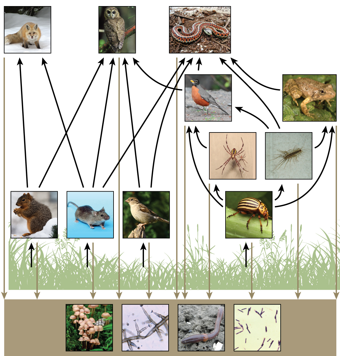 food web shows the interactions between organisms across trophic levels