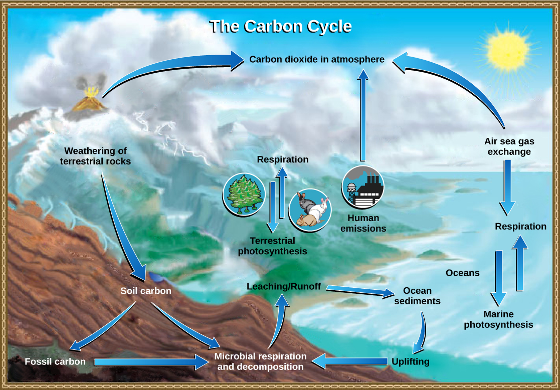 La ilustración muestra el ciclo del carbono. El carbono ingresa a la atmósfera como gas dióxido de carbono liberado de las emisiones humanas, la respiración y la descomposición, y las emisiones volcánicas. El dióxido de carbono se elimina de la atmósfera mediante la fotosíntesis marina y terrestre. El carbono de la meteorización de las rocas se convierte en carbono del suelo, que con el tiempo puede convertirse en carbono fósil. El carbono ingresa al océano desde tierra a través de lixiviación y escorrentía. La elevación de los sedimentos oceánicos puede devolver el carbono a la tierra.