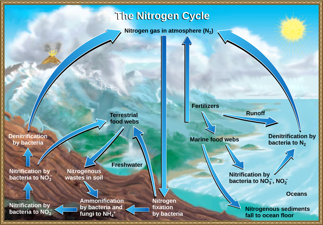 La ilustración muestra el ciclo del nitrógeno. El gas nitrógeno de la atmósfera se fija en nitrógeno orgánico mediante bacterias fijadoras de nitrógeno. Este nitrógeno orgánico entra en las redes alimentarias terrestres. Deja las redes alimenticias como desechos nitrogenados en el suelo. La amonificación de este residuo nitrogenado por bacterias y hongos en el suelo convierte el nitrógeno orgánico en ion amonio (NH4 plus). El amonio se convierte en nitrito (NO2 menos), luego en nitrato (NO3 menos) por bacterias nitrificantes. Las bacterias desnitrificantes convierten el nitrato de nuevo en gas nitrógeno, el cual vuelve a entrar en la atmósfera. El nitrógeno de la escorrentía y fertilizantes ingresa al océano, donde ingresa a las redes alimentarias marinas. Parte del nitrógeno orgánico cae al fondo oceánico como sedimento. Otro nitrógeno orgánico en el océano se convierte en iones nitrito y nitrato, que luego se convierte en gas nitrógeno en un proceso análogo al que ocurre en tierra.
