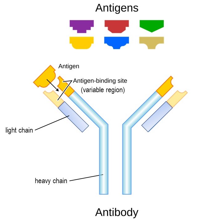 Illustration of the structure of an antibody.