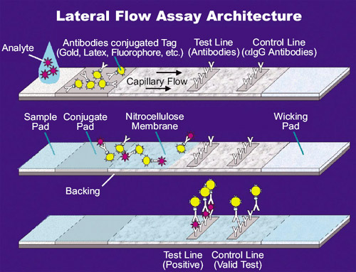 Illustration of the steps in a Lateral Flow Assay.