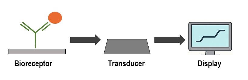 Illustration of a biosensor.