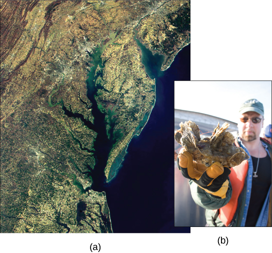 La imagen de satélite muestra la bahía de Chesapeake. El recuadro es una foto de un hombre sosteniendo un grupo de ostras.