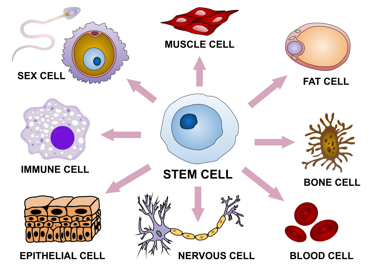 Illustration of a stem cell and possible differentiations.
