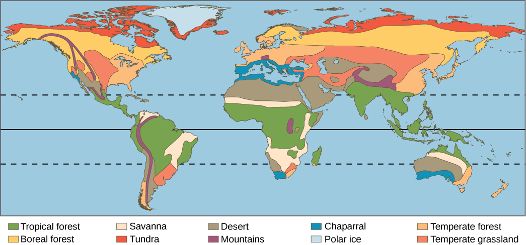 Un mapa del mundo muestra los ocho biomas principales, casquetes polares y montañas. Bosques tropicales, desiertos y sabanas se encuentran principalmente en Sudamérica, África y Australia. Los bosques tropicales también dominan el sudeste asiático. Los desiertos dominan el Medio Oriente y se encuentran en el suroeste de Estados Unidos. Los bosques templados dominan el este de Estados Unidos, Europa y Asia Oriental. Los pastizales templados dominan el medio oeste de Estados Unidos y partes de Asia, y también se encuentran en Sudamérica. El bosque boreal se encuentra en el norte de Canadá, Europa y Asia, y la tundra existe al norte de los bosques boreales. Las regiones montañosas recorren toda América del Norte y del Sur, y se encuentran en el norte de la India, África y partes de Europa. El hielo polar cubre Groenlandia y la Antártida, esta última no se muestra en el mapa.