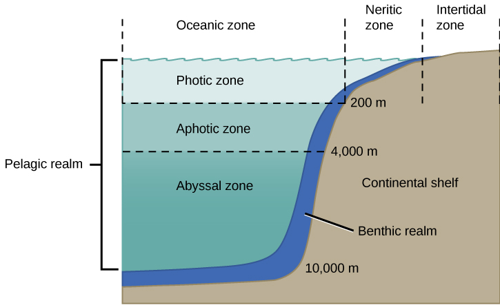 An illustration showing a cross-section of the continental shelf next to the ocean. From left to right are: the oceanic zone in the region of deep water; the neritic zone in the shallow region; and the intertidal zone where the ocean meets the land at the surface. From top to bottom are: the photic zone from the surface to a depth of 200 meters; the aphotic zone from 200 meters to 4000 meters; and the abyssal zone from 4000 meters to 10,000 meters. A thin section of the oceanic zone extending from top to bottom and adjacent to the continental shelf is labeled the benthic realm. All of the ocean’s open water is referred to as the pelagic realm, which is labeled on the left.