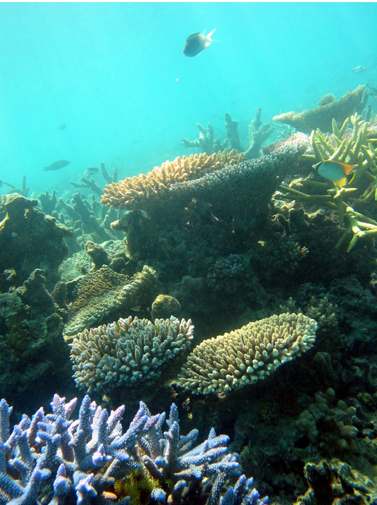 En esta foto, varios peces nadan entre corales. El coral al frente de la foto es azul con brazos ramificados. Más atrás hay corales en forma de yunque y corales en forma de asta en diferentes colores.