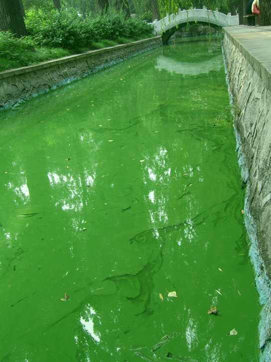 La foto muestra un canal de agua grueso con algas de color verde brillante en el zoológico de Beijing.