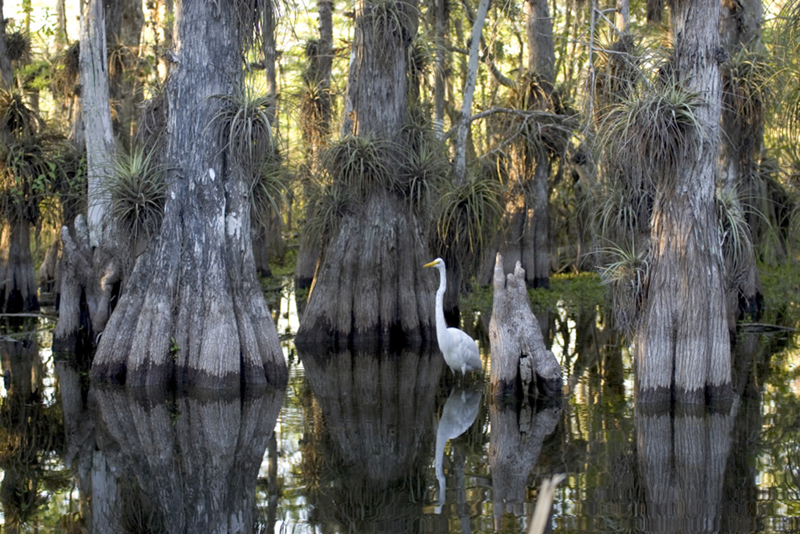 This photo shows mangrove trees growing in black water. The trunks of the mangroves widen and split toward the bottom. A white bird stands in the water among the trees.