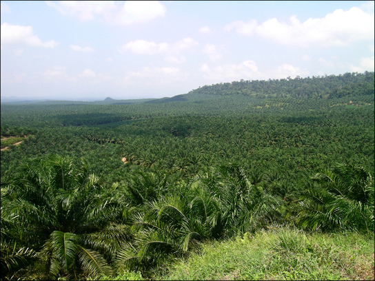 La foto muestra colinas onduladas cubiertas de palmeras de aceite cortas y tupidas.