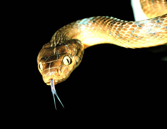 Foto muestra una serpiente moteada marrón y bronceada, con una lengua bifurcada sobresaliendo de su boca.