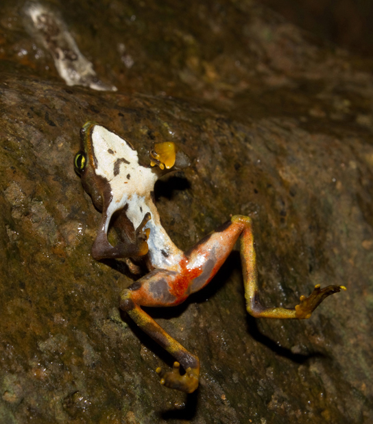 En la foto se muestra una rana muerta acostada boca abajo sobre una roca. La rana presenta lesiones de color rojo brillante en sus cuartos traseros.