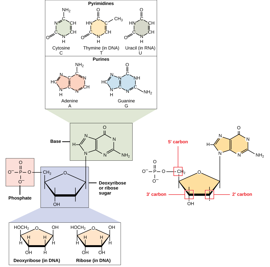 La structure moléculaire d'un nucléotide est montrée. Le noyau du nucléotide est un pentose dont les résidus de carbone sont numérotés d'un nombre premier à cinq nombres premiers. La base est fixée au carbone principal et le phosphate est attaché aux cinq carbones principaux. Deux types de pentose se trouvent dans les nucléotides : le ribose et le désoxyribose. Le désoxyribose possède un H au lieu de OH aux deux positions premières. Cinq types de bases se trouvent dans les nucléotides. Deux d'entre elles, l'adénine et la guanine, sont des bases puriques avec deux anneaux fusionnés. Les trois autres, la cytosine, la thymine et l'uracile, possèdent un cycle à six chaînons.