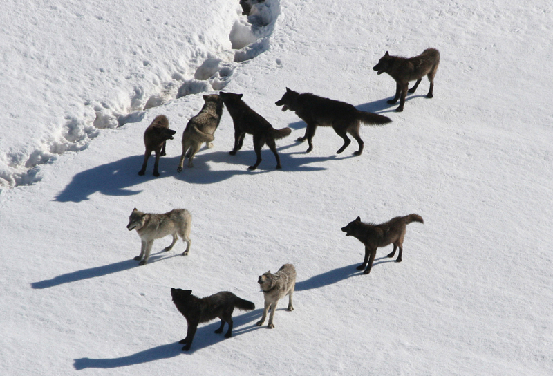 Foto muestra una manada de lobos caminando sobre la nieve.