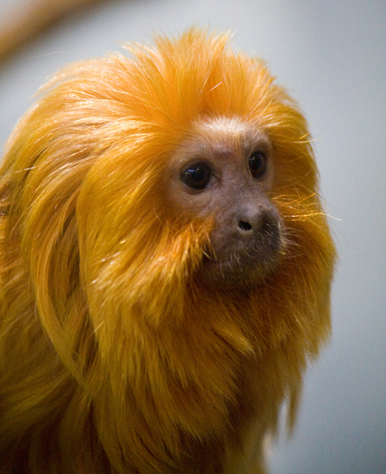 La foto muestra la cabeza y el cuello de un tamarino león dorado, un mono pequeño con una cara desnuda, color carne y abundante pelo largo y dorado como una melena de león.