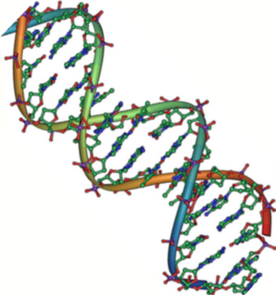 يظهر التركيب الجزيئي للحمض النووي. يتكون الحمض النووي من خيطين مضادين متوازيين ملتويين في حلزون مزدوج. يوجد العمود الفقري للفوسفات من الخارج، وتواجه القواعد النيتروجينية بعضها البعض من الداخل.