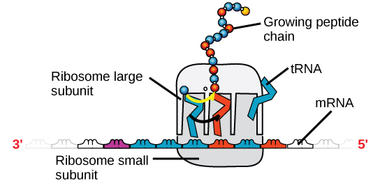 Mfano wa ribosomu unaonyeshwa. mRNA inakaa kati ya subunits kubwa na ndogo. Molekuli za tRNA hufunga ribosomu na kuongeza amino asidi kwa mlolongo unaoongezeka wa peptidi.