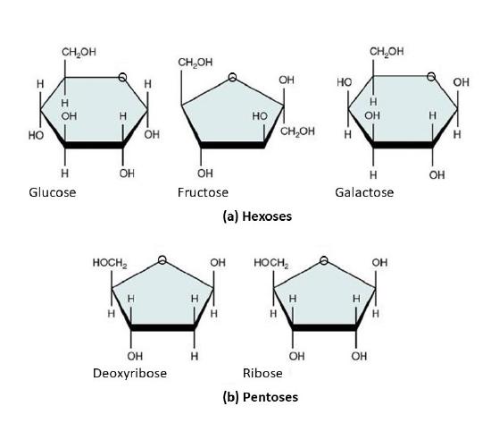 the structure of five monosaccharides. details in caption