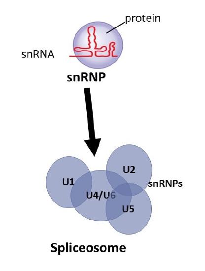 Spliceomes 3.3: Transcription of RNA - Biology LibreTexts