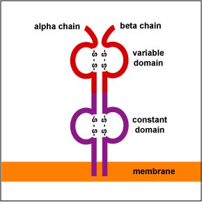 14 1 Cell Mediated Immunity An Overview Biology Libretexts
