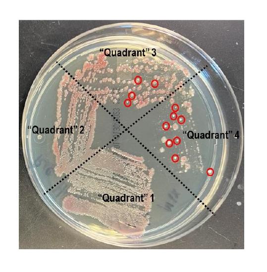 13.16: Basics of Bacterial Culture - Biology LibreTexts