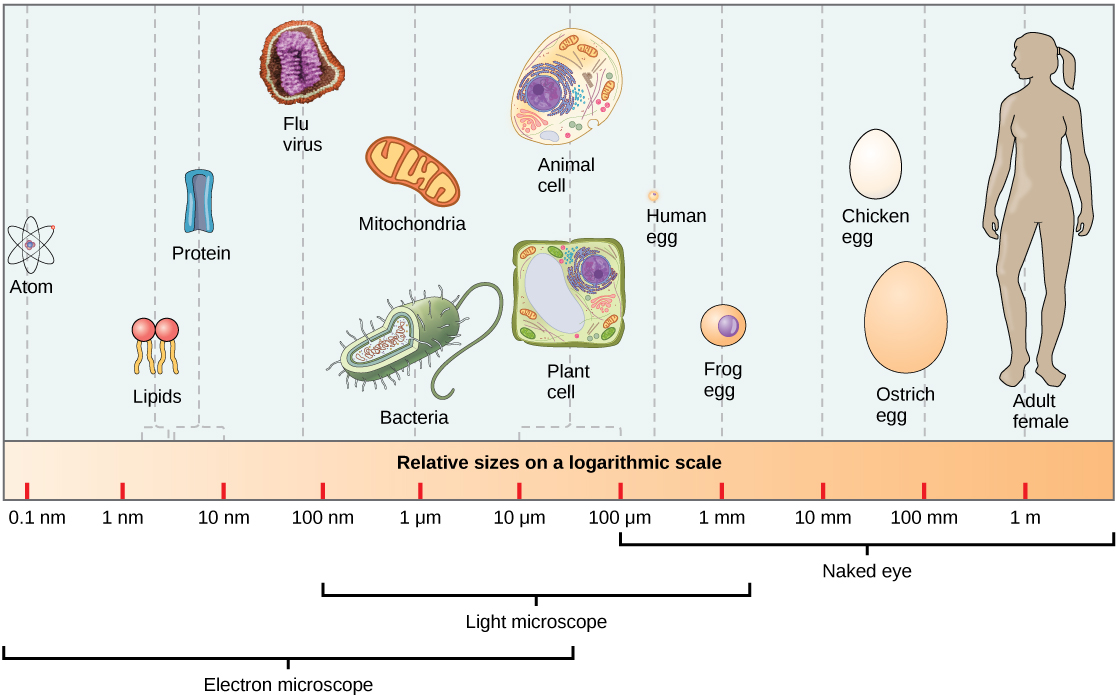 Partie a : Les tailles relatives sur une échelle logarithmique, de 0,1 nm à 1 m, sont indiquées. Les objets sont présentés du plus petit au plus grand. Le plus petit objet représenté, un atome, mesure environ 1 nm. Les autres objets les plus importants présentés sont les lipides et les protéines ; ces molécules se situent entre 1 et 10 nm. Les bactéries mesurent environ 100 nm et les mitochondries, environ 1 mu m grec. Les cellules végétales et animales ont une taille comprise entre 10 et 100 mu m grecs. Un œuf humain mesure entre 100 mu m grec et 1 mm. Un œuf de grenouille mesure environ 1 mm. Un œuf de poule et un œuf d'autruche mesurent tous deux entre 10 et 100 mm, mais un œuf d'autruche est plus gros. À titre de comparaison, un être humain mesure environ 1 m de haut.