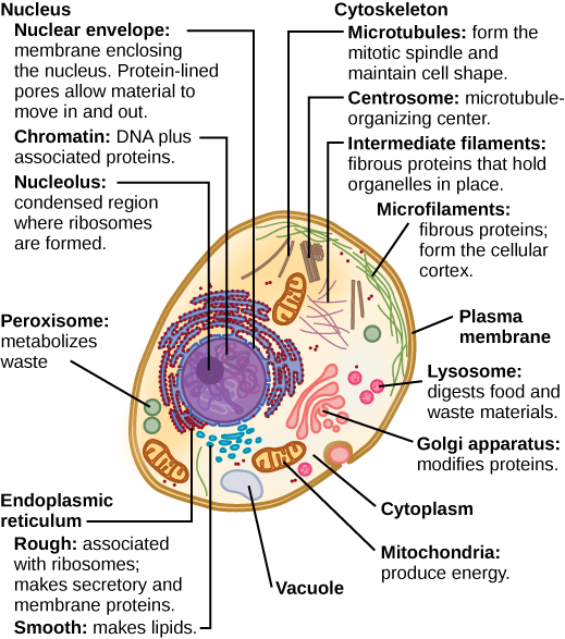 Parte a: Esta ilustração mostra uma célula animal eucariótica típica, que tem a forma de ovo. O fluido dentro da célula é chamado de citoplasma e a célula é cercada por uma membrana celular. O núcleo ocupa cerca de metade da largura da célula. Dentro do núcleo está a cromatina, que é composta por DNA e proteínas associadas. Uma região da cromatina é condensada no nucléolo, uma estrutura onde os ribossomos são sintetizados. O núcleo está envolto em um envelope nuclear, que é perfurado por poros revestidos de proteína que permitem a entrada de material no núcleo. O núcleo é cercado pelo retículo endoplasmático rugoso e liso, ou ER. O ER suave é o local da síntese lipídica. O ER áspero tem ribossomos embutidos que lhe dão uma aparência irregular. Ele sintetiza proteínas de membrana e secretoras. Além do ER, muitas outras organelas flutuam dentro do citoplasma. Isso inclui o aparelho de Golgi, que modifica proteínas e lipídios sintetizados no pronto-socorro. O aparelho Golgi é feito de camadas de membranas planas. As mitocôndrias, que produzem alimento para a célula, têm uma membrana externa e uma membrana interna altamente dobrada. Outras organelas menores incluem peroxissomas que metabolizam resíduos, lisossomos que digerem alimentos e vacúolos. Os ribossomos, responsáveis pela síntese de proteínas, também flutuam livremente no citoplasma e são representados como pequenos pontos. O último componente celular mostrado é o citoesqueleto, que tem quatro tipos diferentes de componentes: microfilamentos, filamentos intermediários, microtúbulos e centrossomos. Os microfilamentos são proteínas fibrosas que revestem a membrana celular e compõem o córtex celular. Filamentos intermediários são proteínas fibrosas que mantêm as organelas no lugar. Os microtúbulos formam o fuso mitótico e mantêm a forma celular. Os centrossomos são feitos de duas estruturas tubulares em ângulo reto uma com a outra. Eles formam o centro organizador dos microtúbulos.