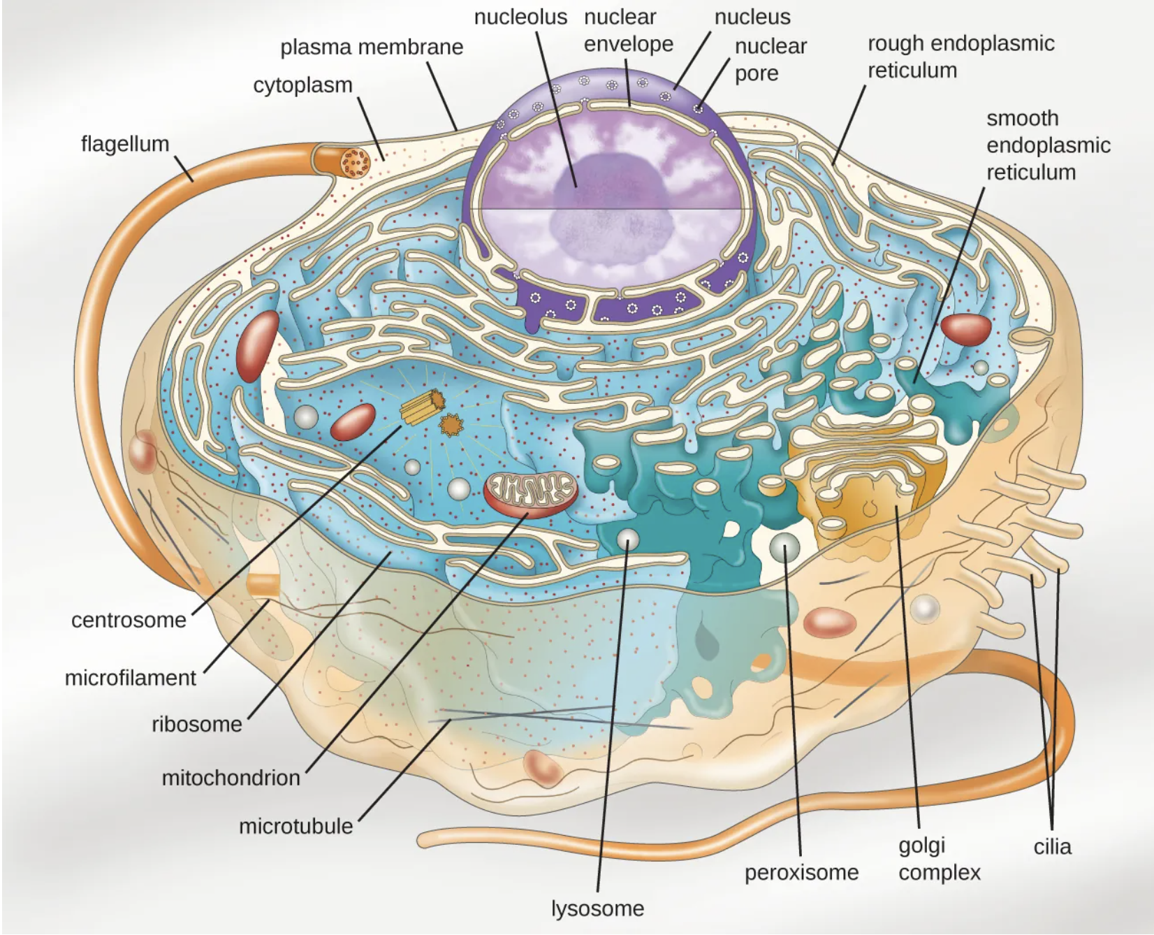 eukaryotic cell showing many internal features.