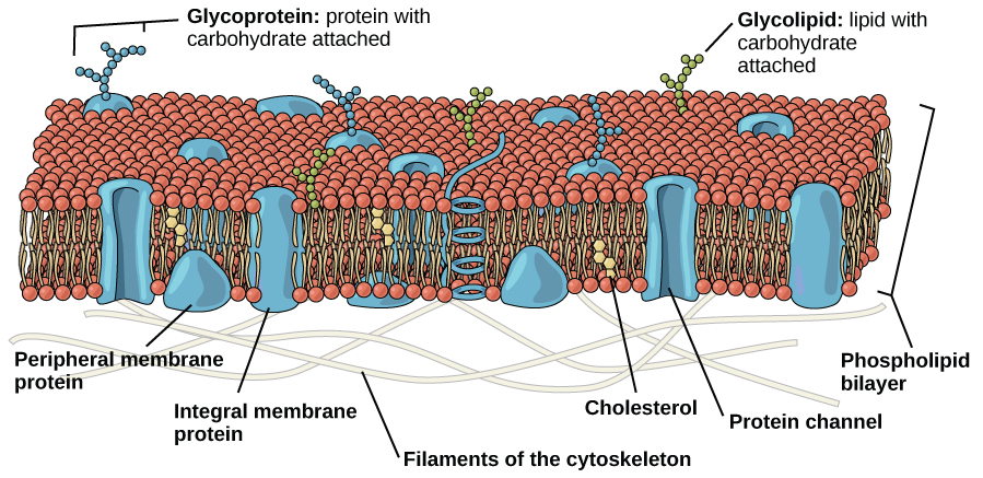 A membrana plasmática é composta por uma bicamada fosfolipídica. Na bicamada, as duas longas caudas hidrofóbicas dos fosfolipídios estão voltadas para o centro, e o grupo da cabeça hidrofílica fica voltado para o exterior. As proteínas integrais da membrana e os canais proteicos abrangem toda a bicamada. Os canais de proteína têm um poro no meio. As proteínas da membrana periférica ficam na superfície dos fosfolipídios e estão associadas aos grupos da cabeça dos fosfolipídios. No lado externo da membrana, os carboidratos estão ligados a certas proteínas e lipídios. Filamentos do citoesqueleto revestem o interior da membrana.