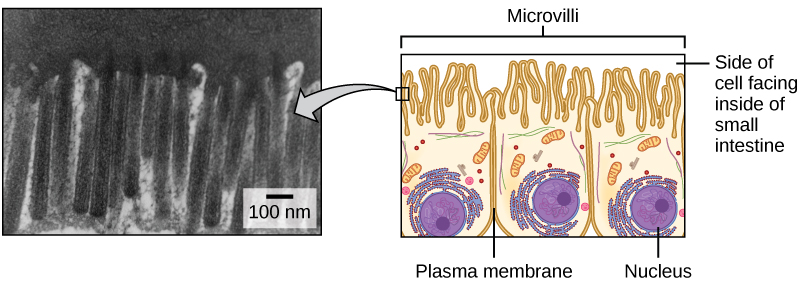 La partie gauche de cette figure est une micrographie électronique à transmission de microvillosités, qui se présentent sous la forme de longues tiges élancées s'étendant à partir de la membrane plasmique. Le côté droit illustre les cellules contenant des microvillosités. Les microvillosités recouvrent la surface de la cellule faisant face à l'intérieur de l'intestin grêle.