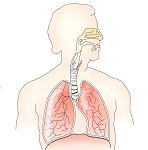 39: The Respiratory System